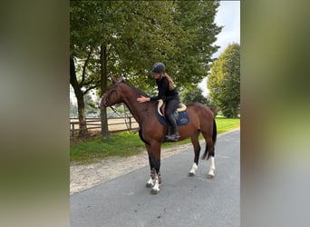Hanoverian, Mare, 4 years, 16,3 hh, Brown