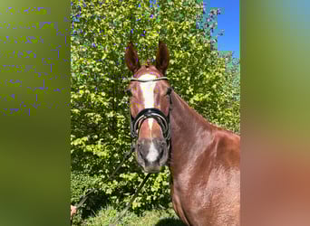 Hanoverian, Mare, 4 years, 16,3 hh, Chestnut-Red