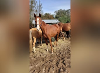 Hanoverian, Mare, 4 years, 16,3 hh, Chestnut-Red