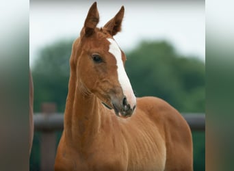 Hanoverian, Mare, 4 years, 16,3 hh, Chestnut-Red