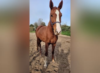 Hanoverian, Mare, 4 years, 16,3 hh, Chestnut-Red