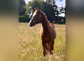 Hanoverian, Mare, 4 years, 16,3 hh, Chestnut-Red