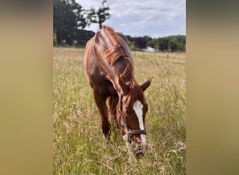 Hanoverian, Mare, 4 years, 16,3 hh, Chestnut-Red