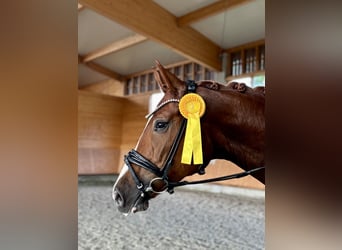 Hanoverian, Mare, 4 years, 16,3 hh, Chestnut-Red