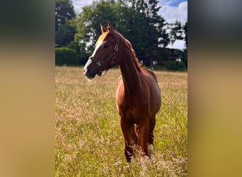 Hanoverian, Mare, 4 years, 16,3 hh, Chestnut-Red