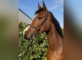 Hanoverian, Mare, 4 years, 16,3 hh