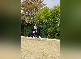 Hanoverian, Mare, 4 years, 16,3 hh, Smoky-Black