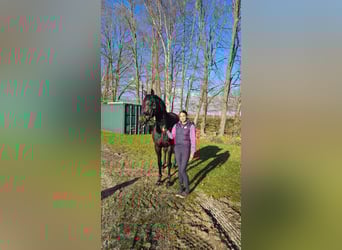 Hanoverian, Mare, 4 years, 16,3 hh, Smoky-Black