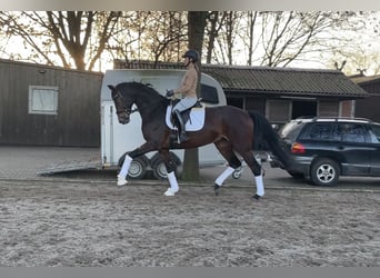 Hanoverian, Mare, 4 years, 17,1 hh, Bay-Dark