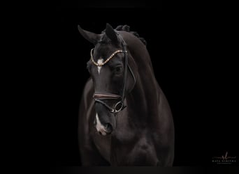 Hanoverian, Mare, 4 years, 17,1 hh, Black