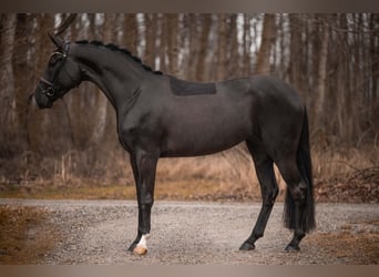 Hanoverian, Mare, 4 years, 17,1 hh, Black