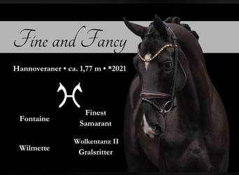 Hanoverian, Mare, 4 years, 17,1 hh, Black