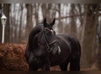 Hanoverian, Mare, 4 years, 17,1 hh, Black