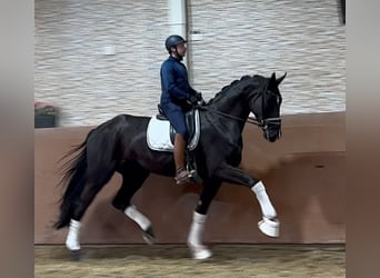 Hanoverian, Mare, 4 years, 17,1 hh, Black