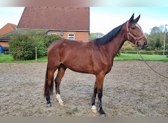 Hanoverian, Mare, 4 years, 17.1 hh, Brown