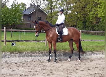 Hanoverian, Mare, 4 years, 17.1 hh, Brown