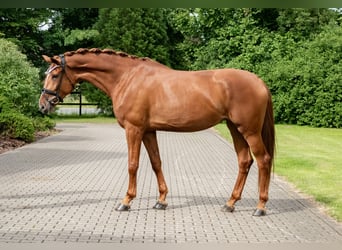 Hanoverian, Mare, 4 years, 17,1 hh, Chestnut-Red