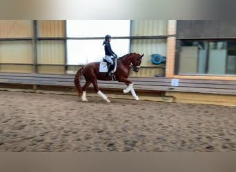 Hanoverian, Mare, 4 years, 17,1 hh, Chestnut-Red