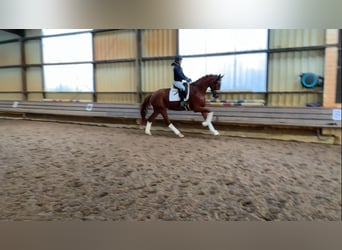 Hanoverian, Mare, 4 years, 17,1 hh, Chestnut-Red