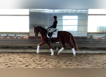 Hanoverian, Mare, 4 years, 17,1 hh, Chestnut-Red