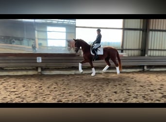 Hanoverian, Mare, 4 years, 17,1 hh, Chestnut-Red