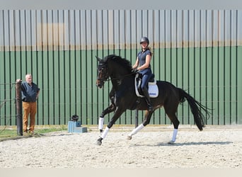 Hanoverian, Mare, 4 years, 17.1 hh, Smoky-Black