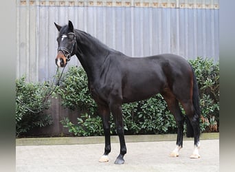 Hanoverian, Mare, 4 years, 17.1 hh, Smoky-Black
