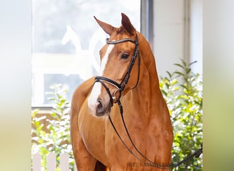 Hanoverian, Mare, 4 years, 17,2 hh, Chestnut-Red