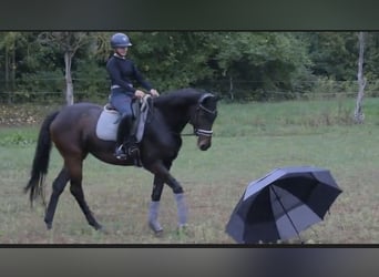Hanoverian, Mare, 4 years, 17 hh, Bay-Dark