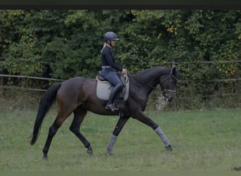 Hanoverian, Mare, 4 years, 17 hh, Bay-Dark