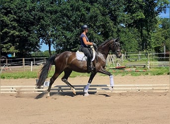 Hanoverian, Mare, 4 years, 17 hh, Bay-Dark
