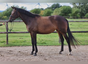 Hanoverian, Mare, 4 years, 17 hh, Bay-Dark