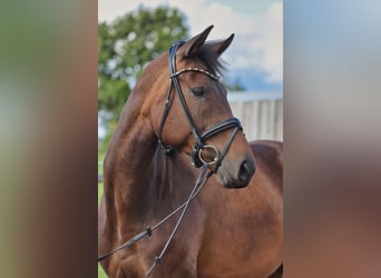 Hanoverian, Mare, 4 years, 17 hh, Bay-Dark