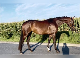 Hanoverian, Mare, 4 years, 17 hh, Bay-Dark
