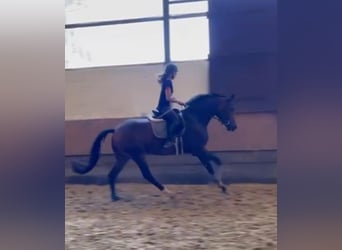 Hanoverian, Mare, 4 years, 17 hh, Bay-Dark