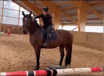 Hanoverian, Mare, 4 years, 17 hh, Bay-Dark