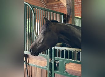 Hanoverian, Mare, 4 years, 17 hh, Black
