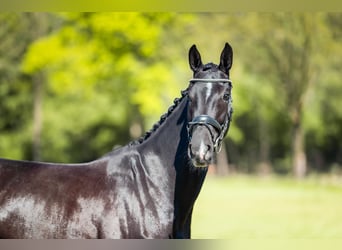 Hanoverian, Mare, 4 years, 17 hh, Black
