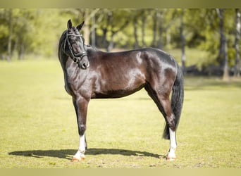Hanoverian, Mare, 4 years, 17 hh, Black