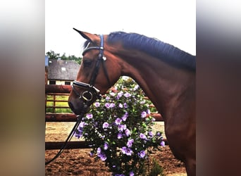 Hanoverian, Mare, 4 years, 17 hh, Brown