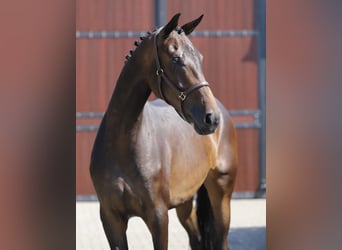 Hanoverian, Mare, 4 years, 17 hh, Brown