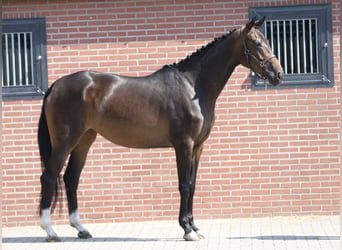 Hanoverian, Mare, 4 years, 17 hh, Brown