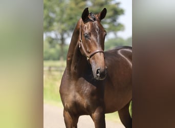 Hanoverian, Mare, 4 years, 17 hh, Brown