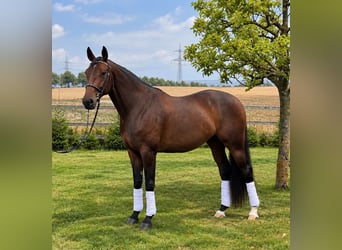 Hanoverian, Mare, 4 years, 17 hh, Brown