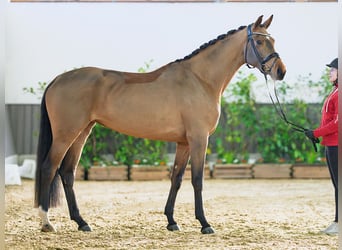 Hanoverian, Mare, 4 years, 17 hh, Brown