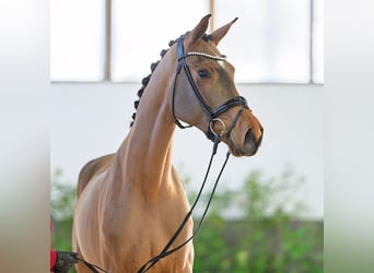 Hanoverian, Mare, 4 years, 17 hh, Brown