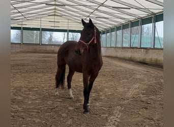 Hanoverian, Mare, 4 years, 17 hh, Brown