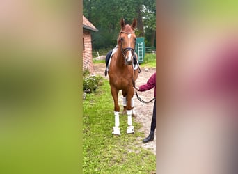 Hanoverian, Mare, 4 years, 17 hh, Chestnut-Red
