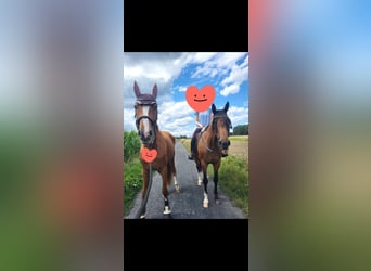 Hanoverian, Mare, 4 years, 17 hh, Chestnut-Red