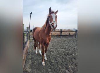 Hanoverian, Mare, 4 years, 17 hh, Chestnut-Red